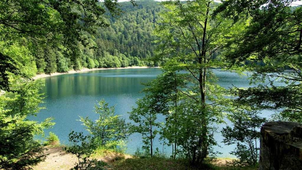 Appartement Avec Terrasse Entre Vignes, Balades, Alsace Гебвилер Екстериор снимка